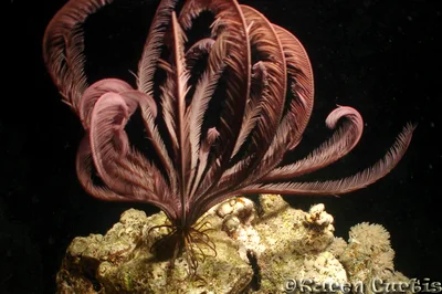 Savigny's Feather Star