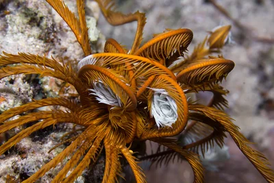 Saw-toothed Feather Star