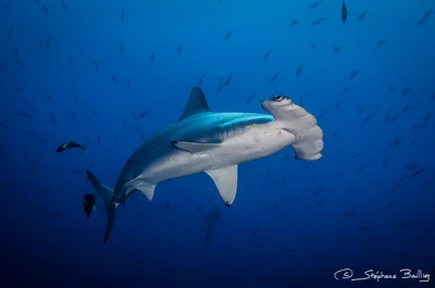 Scalloped Hammerhead