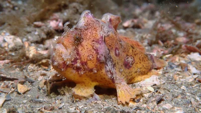 Scarlet Frogfish