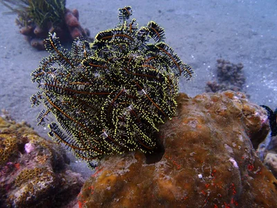 Schlegel's Feather Star