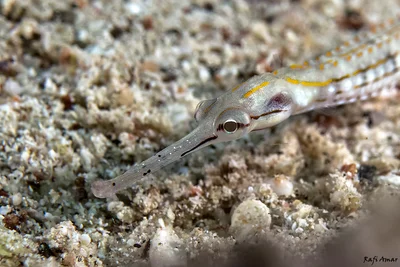 Schultz's Pipefish