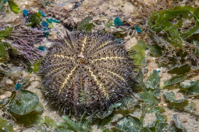 Sculptured Urchin
