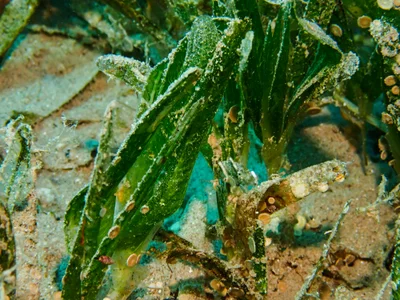 Serrated ribbon seagrass