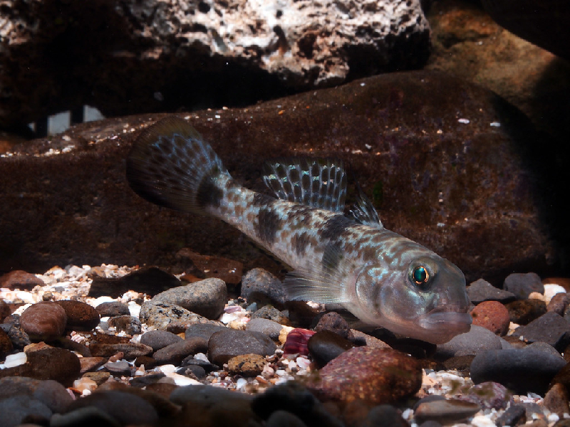 Shadow Goby (Yongeichthys nebulosus) - dangerous marine animal in the Red Sea