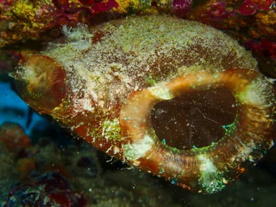 Sheep's Foot Ascidian