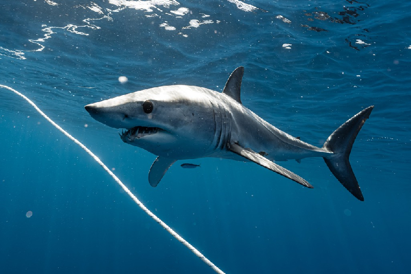 Shortfin Mako Shark (Isurus oxyrinchus) - dangerous marine animal in the Red Sea
