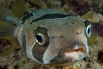 Shortspine Porcupinefish