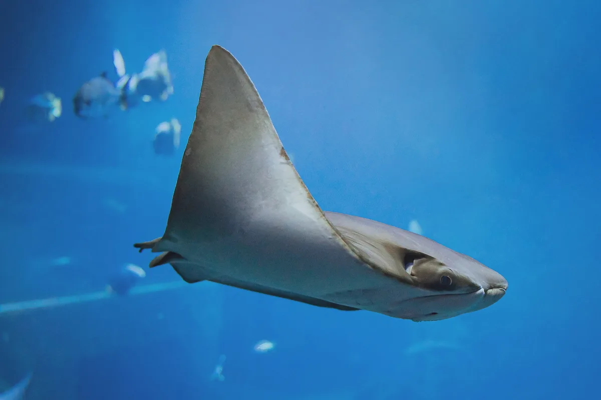 Shorttail Cownose Ray