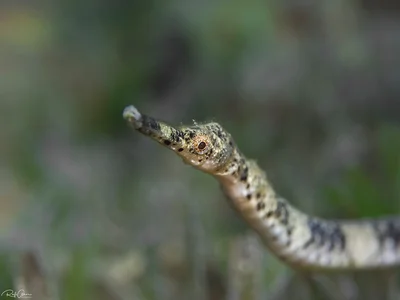 Shorttailed Pipefish