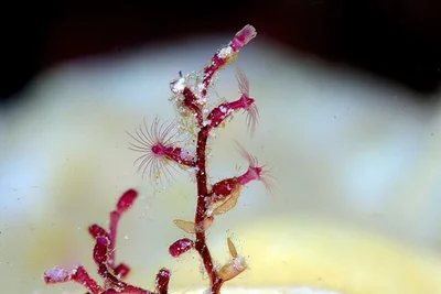 Shrubby Hydroid