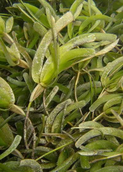 Sickle-leaved Cymodocea