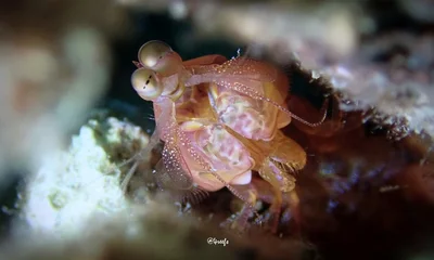 Sickle Mantis Shrimp