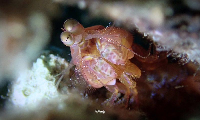 Sickle Mantis Shrimp (Gonodactylaceus falcatus) - dangerous marine animal in the Red Sea