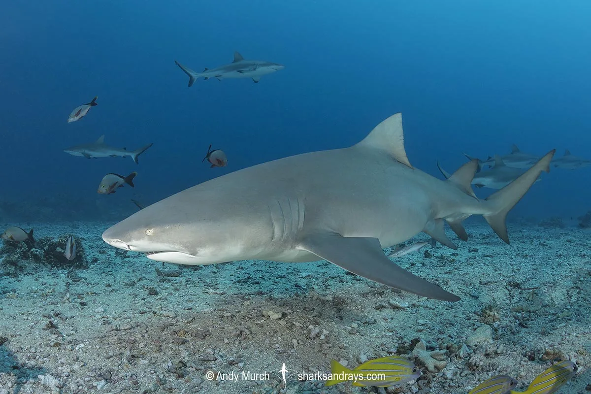Sicklefin Lemon Shark