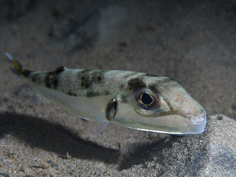 Silver-cheeked Toadfish (Lagocephalus sceleratus) - dangerous marine animal in the Red Sea