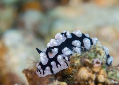 Sinai Nudibranch