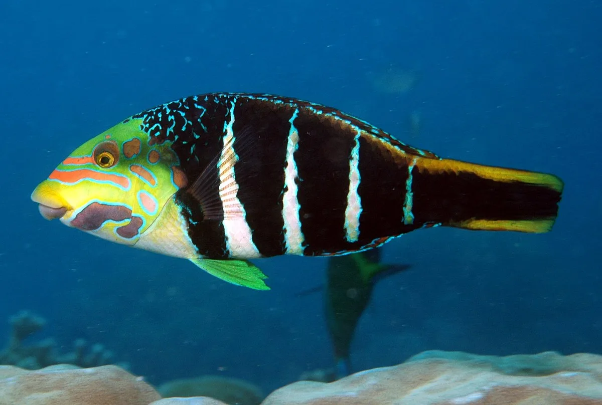Sixbar Thicklip Wrasse