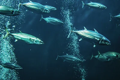 Skipjack Tuna