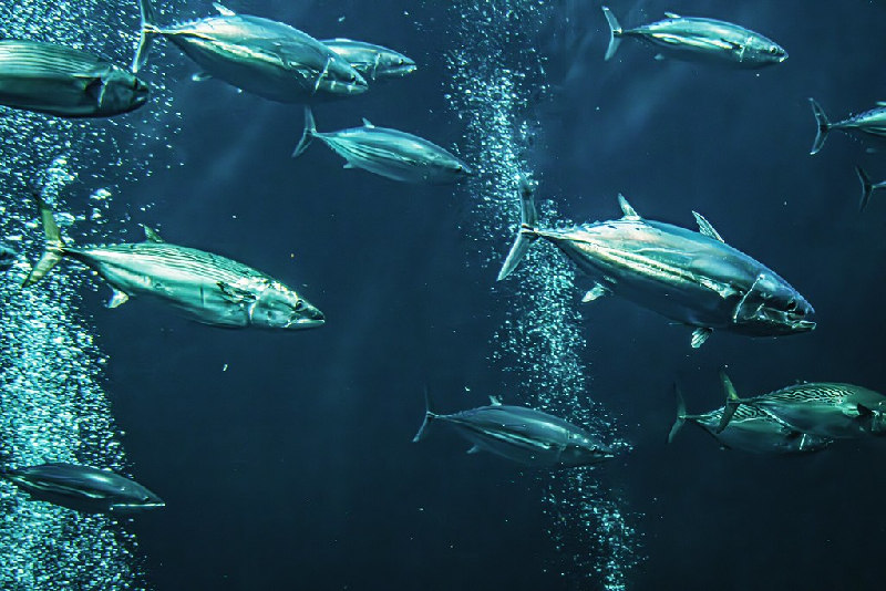 Skipjack Tuna (Katsuwonus pelamis) - dangerous marine animal in the Red Sea