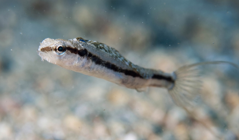 Slender Fangblenny (Adelotremus leptus) - a Red Sea endemic species