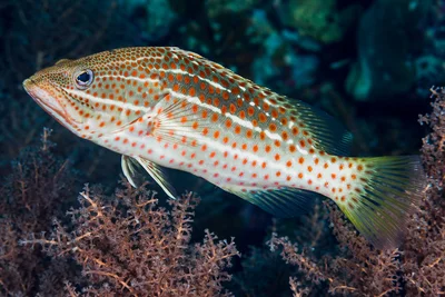 Slender Grouper