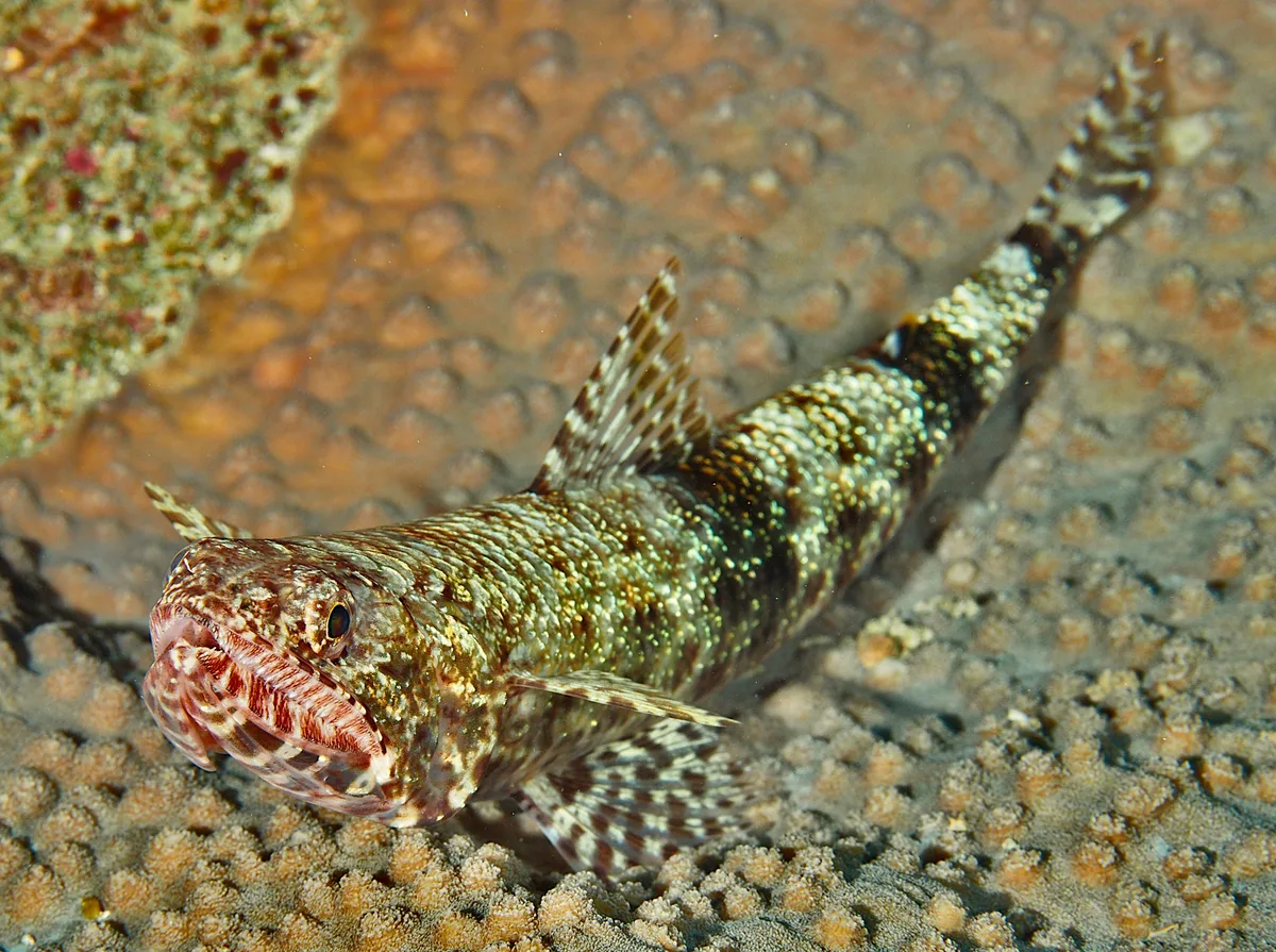 Slender Lizardfish