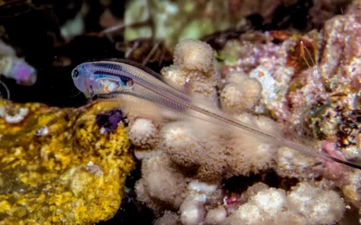 Slender Pearlfish