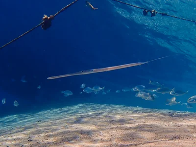 Smooth Cornetfish