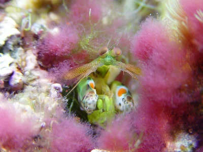 Smooth Mantis Shrimp