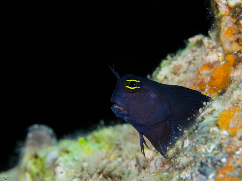 Smoothfin Blenny (Ecsenius frontalis) - a Red Sea endemic species