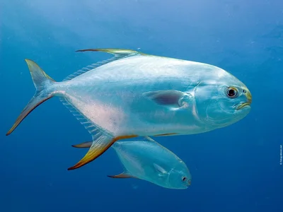 Snubnose Pompano