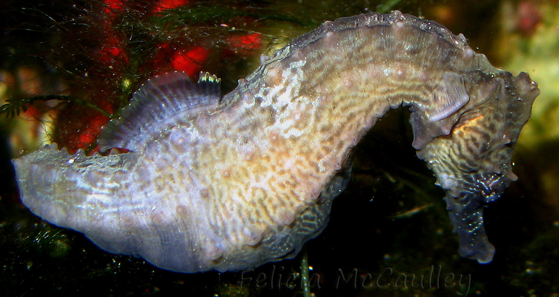 Softcoral Seahorse (Hippocampus debelius) - a Red Sea endemic species