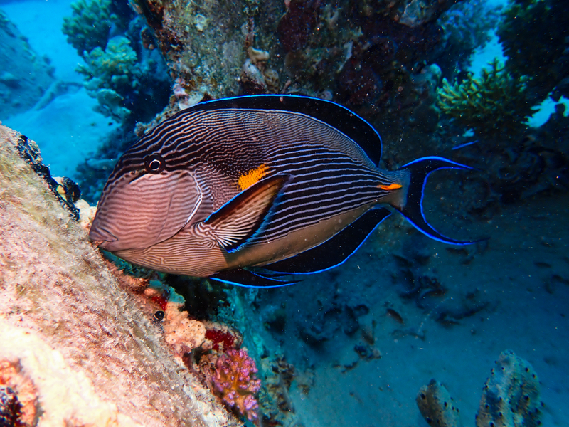 Sohal Surgeonfish (Acanthurus sohal) - dangerous marine animal in the Red Sea