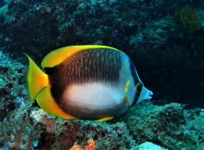 Somali Butterflyfish