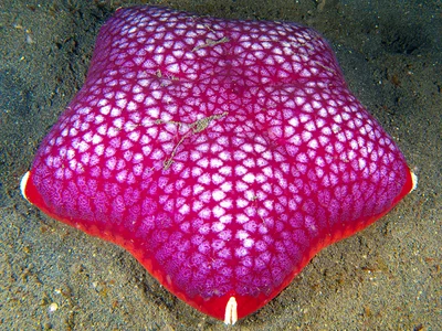 Spiny Cushion Star