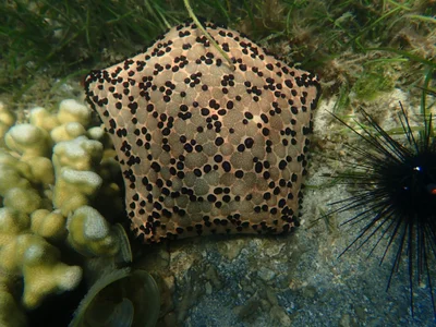 Spiny Cushion Star
