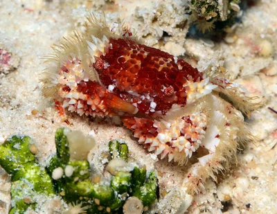 Spiny Rock Crab