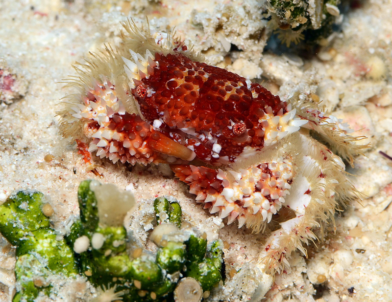 Spiny Rock Crab (Actaea polyacantha) - dangerous marine animal in the Red Sea