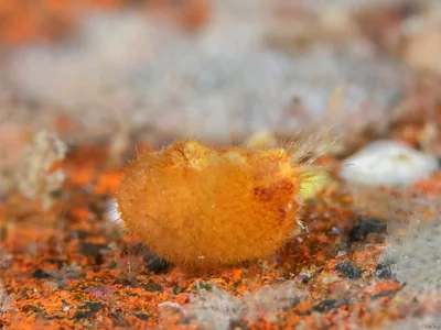 Spiny Sea Squirt