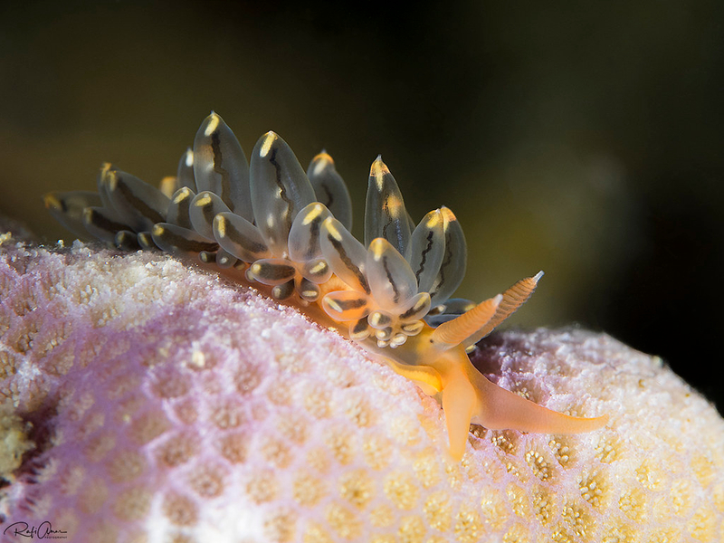Spitfire Tentacle Aeolid (Pruvotfolia rhodopos) - dangerous marine animal in the Red Sea