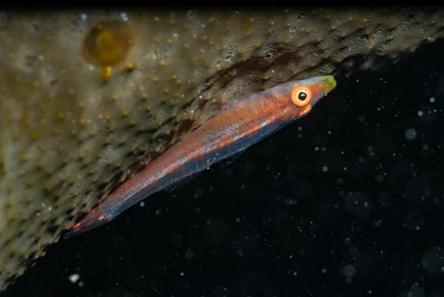 Sponge Goby