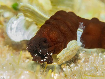 Sponge Synaptid