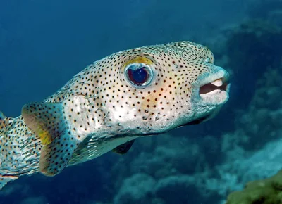 Spot-fin Porcupinefish