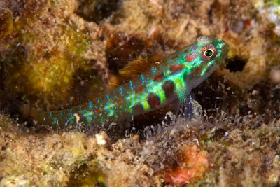 Spotted Dwarfgoby