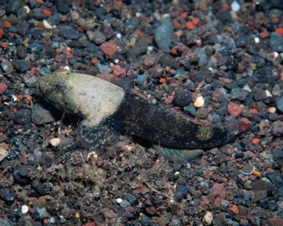 Spotted Frillgoby