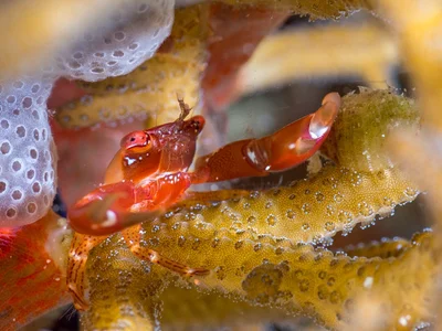 Spotted Guard Crab