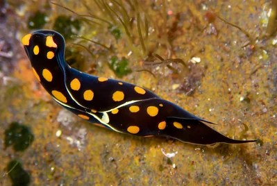 Spotted Headshield Slug