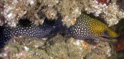 Spotted Moray