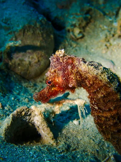 Spotted Seahorse